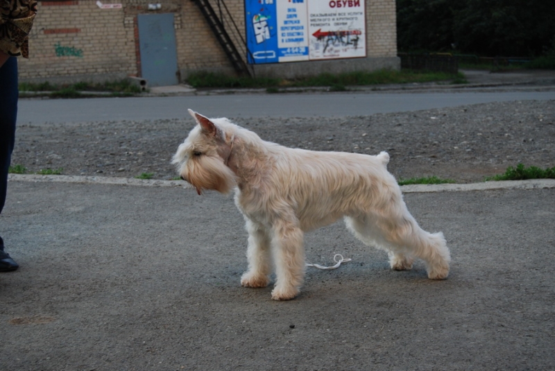 цвергшнауцер  
